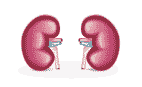 Programa de nefroprotección y salud renal